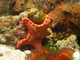Sea Star, Sydney Aquarium